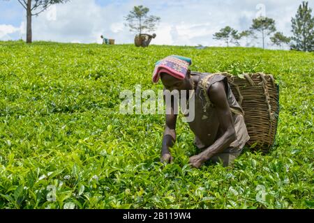 Teepicker in der Nähe von Fort Portal in Uganda, Afrika Stockfoto