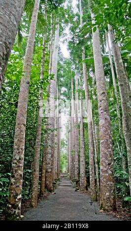 Fußweg im Paronella Park, Queensland, Australien, zwischen großen Bäumen, vertikaler Panoramaaussicht. Stockfoto