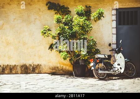 Weißer Roller, der in der Nähe des Baumes steht, der im Topf vor der alten gelben Wand wächst Stockfoto