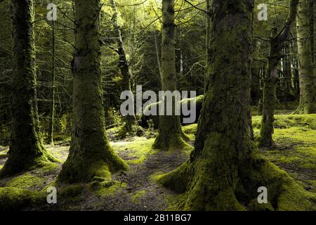 Wald, Schottland, England, Großbritannien, Europa Stockfoto