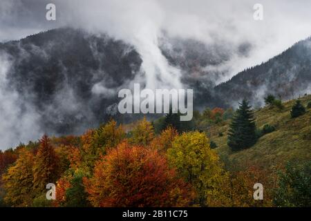 Herbstwald in der Kleinen Fatra, Mala Fatra, Karpaten, Slowakei, Europa Stockfoto