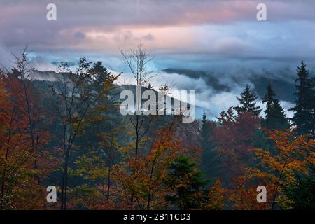 Herbstwald in der Kleinen Fatra, Mala Fatra, Karpaten, Slowakei, Europa Stockfoto