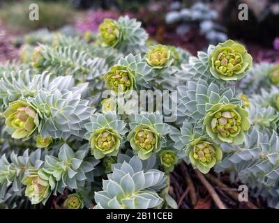 Walzen-Wolfsmilch (Euphorbia myrsinites), auch Myrtenblätter Wolfsmilch, Weilerswist, Nordrhein-Westfalen, Deutschland Stockfoto