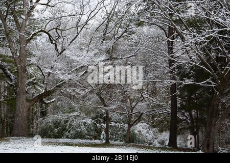 Ein frischer Schneefall bedeckt die Äste auf Bäumen im Shelley Lake Park in Raleigh North Carolina. Stockfoto