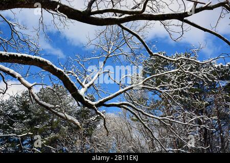 Ein frischer Schneefall bedeckt die Äste auf Bäumen im Shelley Lake Park in Raleigh North Carolina. Stockfoto