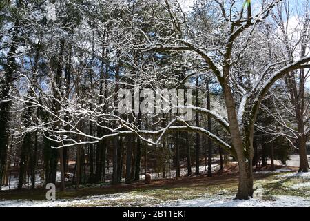 Ein frischer Schneefall bedeckt die Äste auf Bäumen im Shelley Lake Park in Raleigh North Carolina. Stockfoto