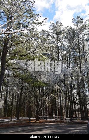 Ein frischer Schneefall bedeckt die Äste auf Bäumen im Shelley Lake Park in Raleigh North Carolina. Stockfoto