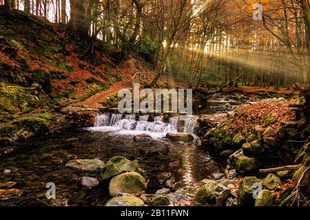 Kaskade auf Fluss- und Fußweg mit durch Äste strahlenden Sonnenstrahlen, goldfarbenen Herbstbäumen, Tollymore Forest Park. Newcastle, Northern Irelan Stockfoto