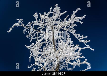 Schnee- und Eisbaum im Nationalpark Harz, Sachsen-Anhalt, Deutschland Stockfoto