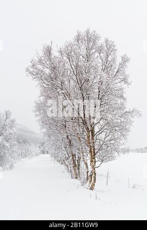 Winter in Norwegen Stockfoto