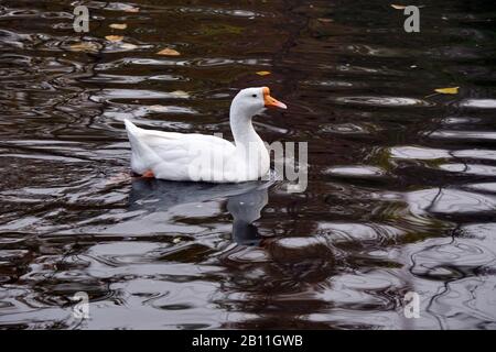 Eine frei schwimmende weiße Gans in einem Teich Stockfoto