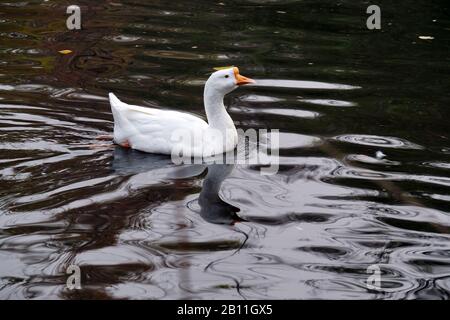 Eine frei schwimmende weiße Gans in einem Teich Stockfoto