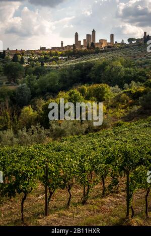 Blick über die Weinberge mit der Stadt San Gimignano, Toskana auf einem Hügel im Hintergrund Stockfoto