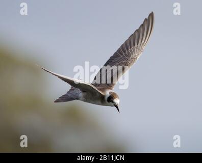 Ein Seltener britischer Besucher, American Black Tern, Chlidonias niger, der über EINEN See Fliegt, Der Sich Auf Dive vorbereitet. In Longham Lakes UK eingenommen Stockfoto