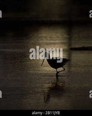 Black Tailed Godwit, Limosa limosa, Auf Der Suche Nach Lebensmitteln In Den Schalkenbeleuchteten Gegen Die Sonne, Die In Poole UK Eingenommen wurde Stockfoto