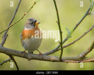 Männliche Brambling, Fringilla montifringilla, Thront Auf EINEM Ast Auf Diffus Grünem Hintergrund. In Blashford Lakes UK eingenommen Stockfoto