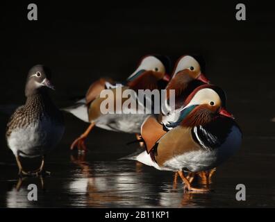 Gruppe von Mandarinen Enten, Aix galericulata, männlich und weiblich stehen zusammen auf einem eisbedeckten Teich. VEREINIGTES KÖNIGREICH Stockfoto