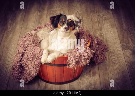 Kleiner Hund sitzt in einem Holzkübel Stockfoto