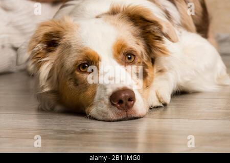 Border-collie Stockfoto