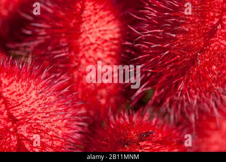 Nahaufnahme des ganzen Rahmens Hintergrund von piky roten Rambutan tropischen Früchten Stockfoto
