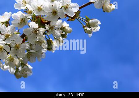 Das Bild zeigt Kirschblüten im Frühjahr Stockfoto