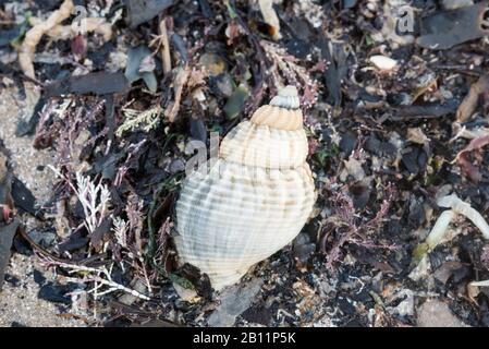 Verwaschene Schale des Gastropods, Common Whelk (Buccinum undatum) Stockfoto