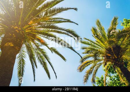 Blauer sonniger Himmel mit Palmen Stockfoto