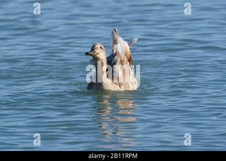 Mallard Enten am Ontario See Stockfoto