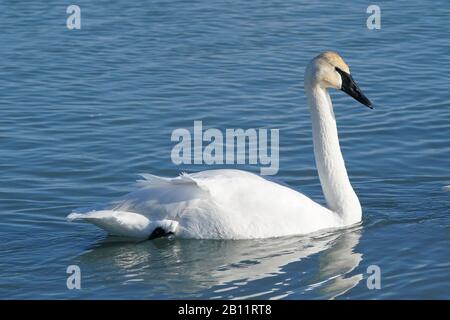 Trompeter Swans am See Stockfoto