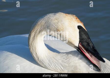 Trompeter Swans am See Stockfoto