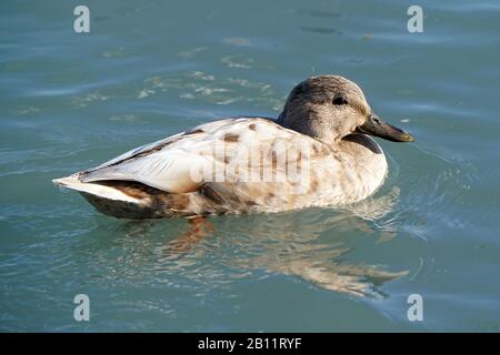 Mallard Enten am Ontario See Stockfoto