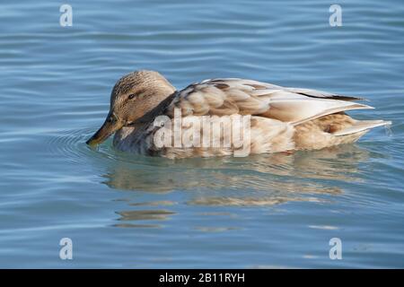 Mallard Enten am Ontario See Stockfoto