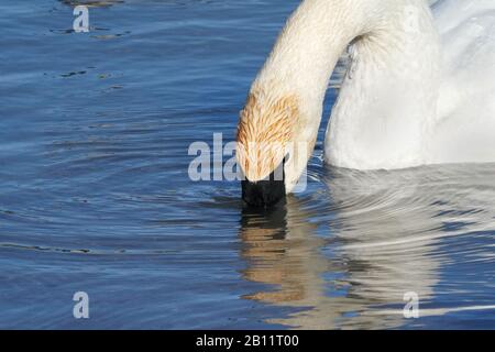 Trompeter Swans am See Stockfoto