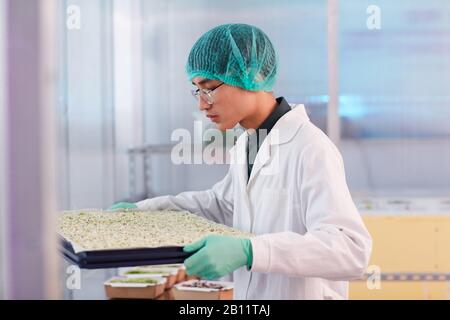 Asiatischer junger Mann in Schutzkappe und in weißem Mantel, der Tablett mit Samen während der Arbeit in der Pflanze hält Stockfoto