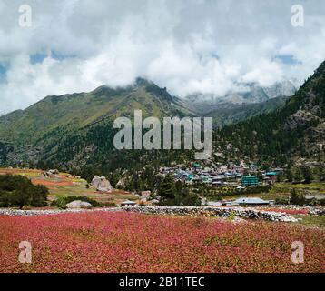 Das von Kiefern umgebene Dorf Rackham, das von Gipfeln des Himalayas und roten olga-feldsteinen unter blauem Himmel, Himachal Pradesh, Indien, umgeben ist. Stockfoto