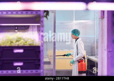 Asiatischer Arbeiter im weißen Mantel, der die jungen Pflanzen mit Chemikalien auf den Regalen im Gewächshaus düngt Stockfoto