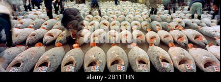 Thunfisch Auktion am Tsukiji Fischmarkt, Tokio, Japan Stockfoto