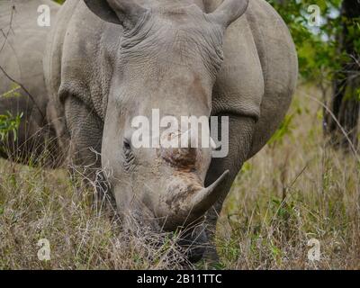 Nahaufnahme eines gefährdeten weißen Nashorns (Ceratotherium simum), das im Kruger Nationalpark, Südafrika, weidet Stockfoto