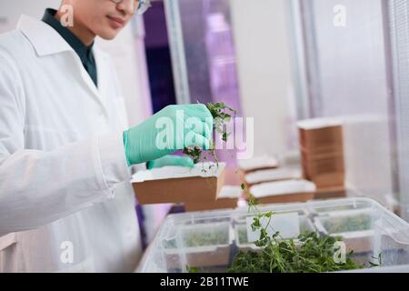 Nahaufnahme des Menschen in weißem Mantel und in Schutzhandschuhen, die junge Pflanzen aufnehmen und in die Kiste legen Stockfoto