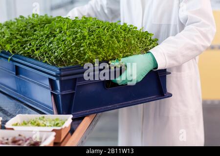 Nahaufnahme des Landwirts in weißem Mantel mit großer Schachtel mit jungen grünen Pflanzen für Sämlinge Stockfoto