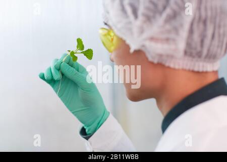 Rückansicht des Botanikers in der Kappe und in Schutzhandschuhen, die den jungen Spross in der Hand untersuchen Stockfoto