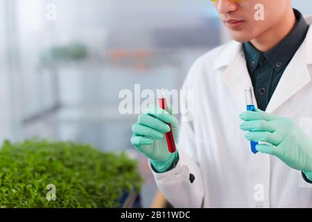 Nahaufnahme des jungen Chemikers, der Reagenzgläser mit Proben in den Händen hält und im Labor analysiert Stockfoto