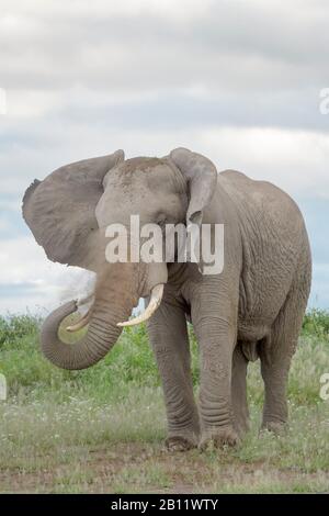 Afrikanischer Elefant (Loxodonta africana) Stier stehend auf der Savanna, werfen Sand, Amboseli National Park, Kenia. Stockfoto