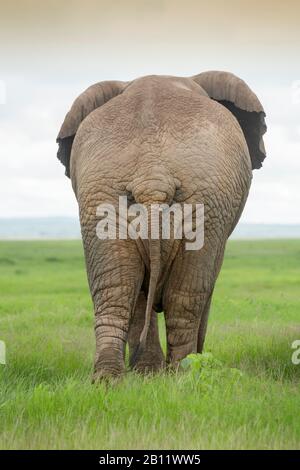 Afrikanischer Elefant (Loxodonta africana) Stier zu Fuß auf Savanne, von hinten gesehen, Amboseli National Park, Kenia. Stockfoto