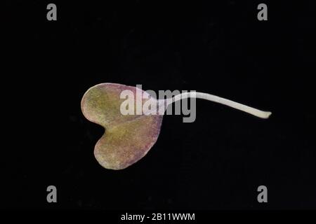 Nahaufnahme von ungewöhnlichem Blumenblatt in Form eines Herzens, das auf schwarzem Grund isoliert ist Stockfoto