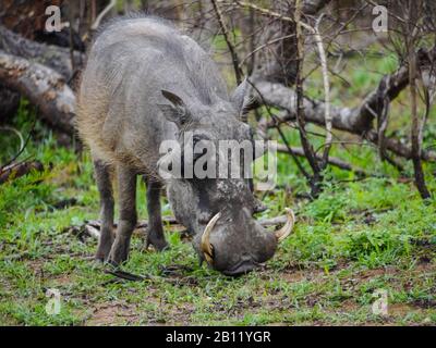 Warthog sucht im Kruger Nationalpark nach Nahrung Stockfoto