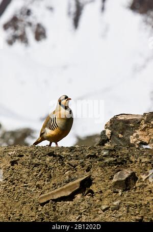 Der Chukarpartridge (Alectoris Chukar) im Schnee im Rumbak-Tal.Hemis-Nationalpark, Ladakh, Indien Stockfoto