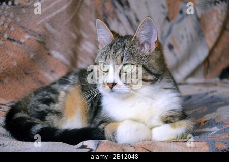 Einheimische Tabby-Katze auf einer Couch entspannen Stockfoto