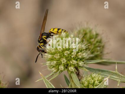 Eine Biene tötende Wespe, Philanthus venustus, die sich von Blumen des Felderyngo ernährt, Eryngium campestre, Bretagne. Stockfoto