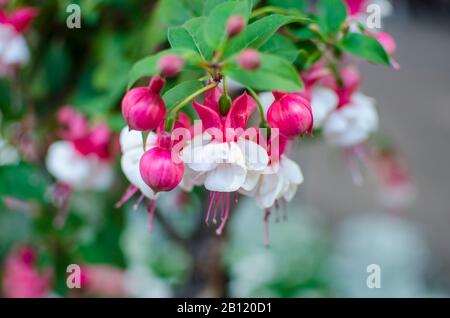 Weiß mit rosafarbener Blüte mit grünen Blättern. Nahansicht der rosafarbenen Blume Stockfoto